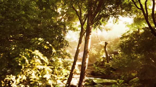 Beautiful Green Forest Glade in a Light of Sun