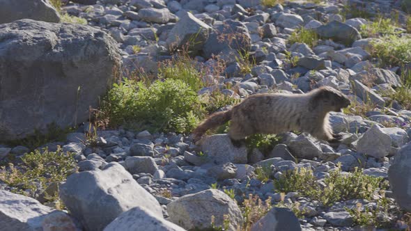 Marmot Running in Rocky Canadian Mountain Landscape
