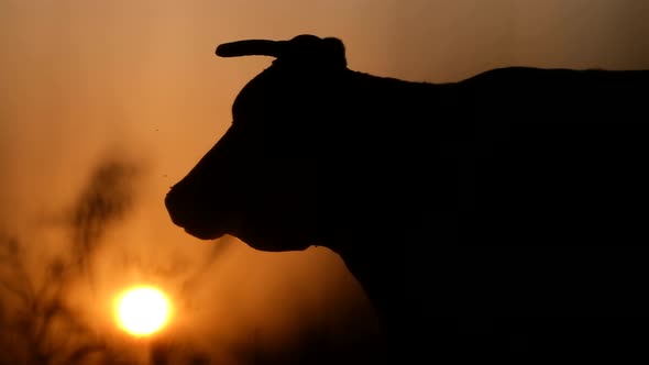 Cow Horn Silhouette at Sunset