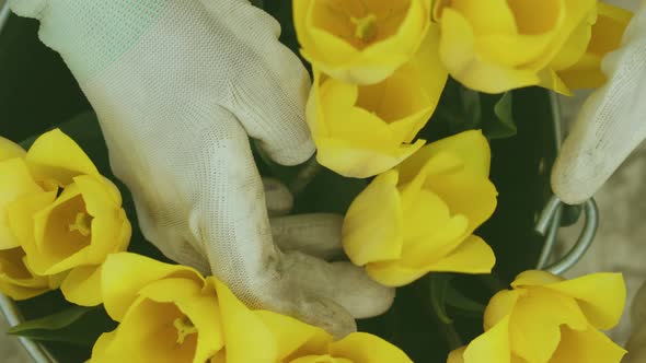 Hands in White Garden Gloves Counting Putting Yellow Tulip Flowers Into Bunch