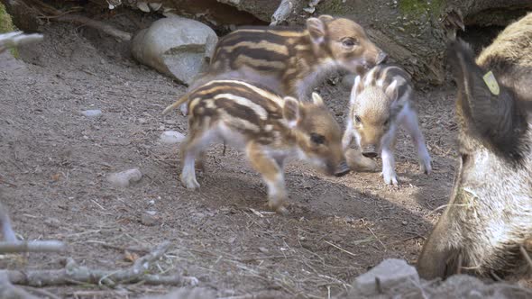 Close up shot cute baby Boars resting and cuddling outdoors next to mother during sunlight