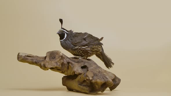 California Crested Quail Sitting on a Wooden Branch in the Studio on a Beige Background