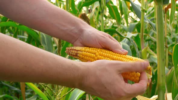 Closeup of a Farmer's Hands Holding a Cob of Corn and Checking the Quality of the Seeds Breaking Off