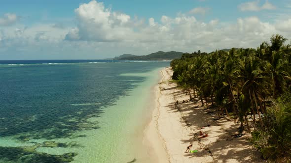 Tropical Beach with Palm Trees Aerial View