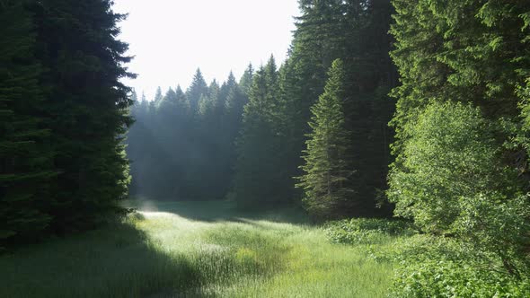 Green Forest Glade in Morning Sun, Slow Motion Shot