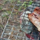 Pork Barbecue Grilling on Stove - VideoHive Item for Sale