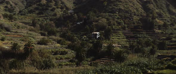 Banana farm and tropical landscape on the side of a hill