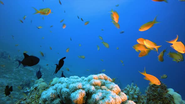 Underwater Tropical Corals