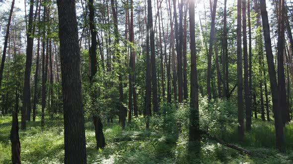 Beautiful Green Forest on a Summer Day Slow Motion