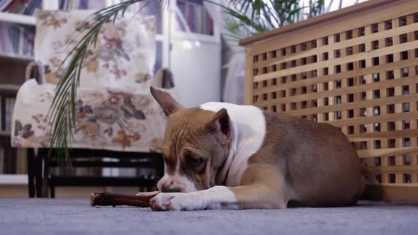 An American Staffordshire Terrier puppy gnaws a bone.