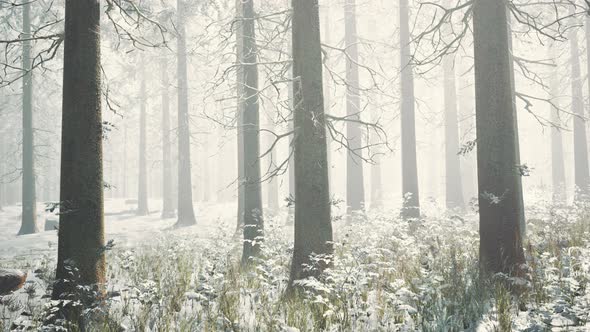 Frozen Winter Forest in the Fog