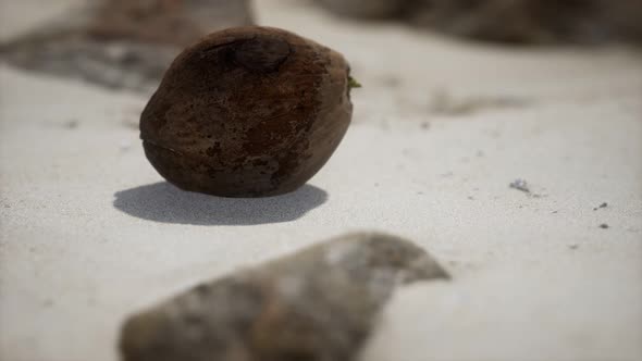 Brown Coconut on the Beach Sand