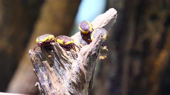 Group of yellow black african scarab beetles resting in sun on trunk of tree at nature