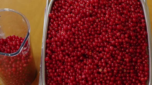 Making a Smoothie From Juicy Ripe Red Currants in a Blender