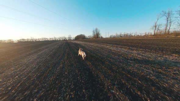 Golden Retriever Dog Running on a Field