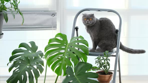 Scottish fold cat portrait. British shorthair grey and blue cat with big yellow eyes sitting on stai