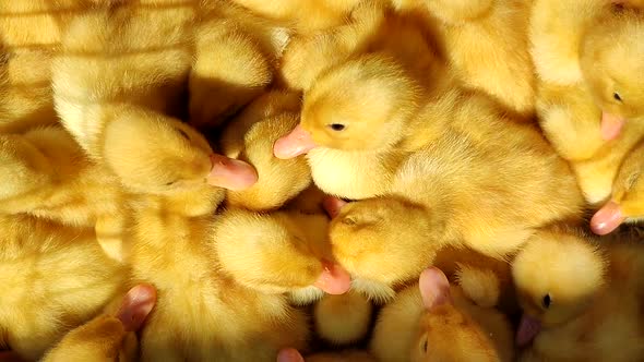 Many Little Yellow Ducks Closeup on Sunne Day