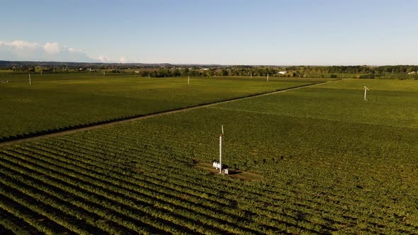 Aerial view  of a stunning vineyard fields
