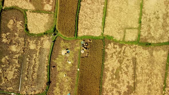 Drone top down of workers harvesting rice on rice fields in Bali, Indonesia. Food production