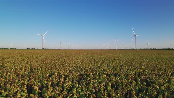 Windmills in a wilted sunflower field. Wind farm with turbine cables for wind energy.