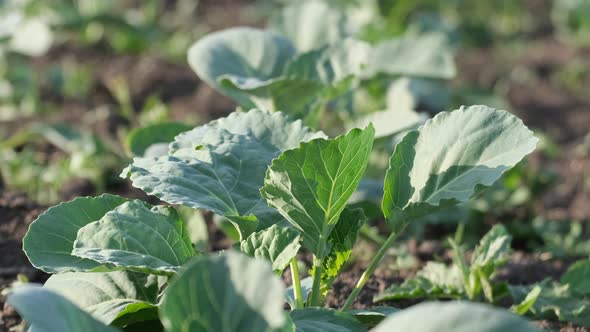 Closeup of Green Leaves of Young Cabbage