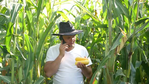 A farmer exploring a corn crop