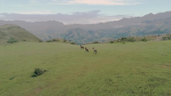 Drone footage of three wild horses running at the top of a mountain with a beautiful landscape scene