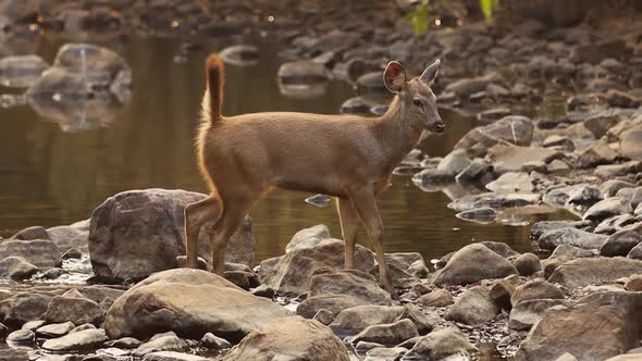 Sambar Rusa Unicolor Is a Large Deer Native To the Indian Subcontinent, South China