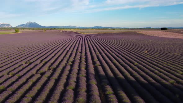 Valensole lavender field aerial view