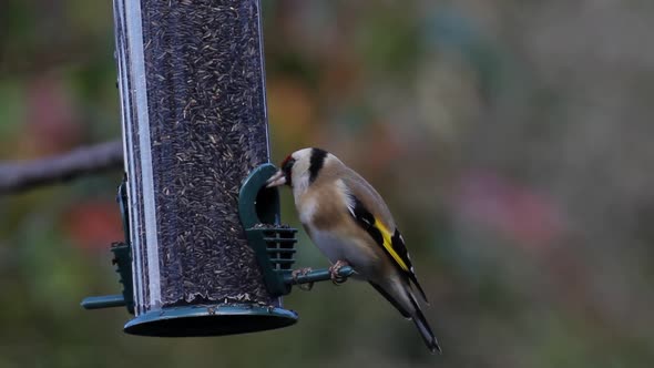 Goldfinch,  Carduelis carduelis, feeding. UK