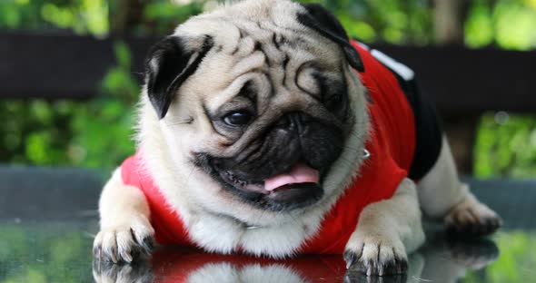 Happy dog pug breed smile with funny face on green grass in garden,Purebred pug dog healthy Concept