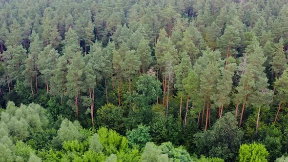 Green zone trees. Aerial view over the tops of forest