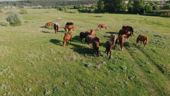 Aerial View of Horses in Summer Pasture. Herd of Horses in a Meadow. Horses Graze Beautiful Land.