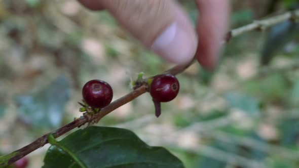 Hand picking red ripe Arabica coffee berries