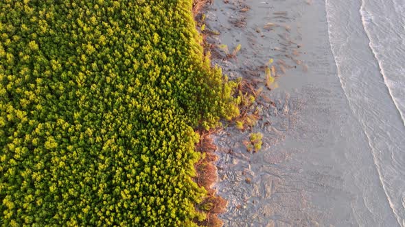 Aerial view look down sun shine at the sea mangrove tree