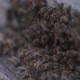 Bees at the entrance to the hive - VideoHive Item for Sale