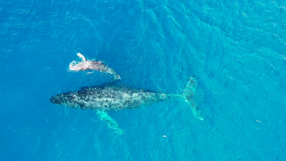 Top down view of whale and its calf swimming side by side in Pacific
