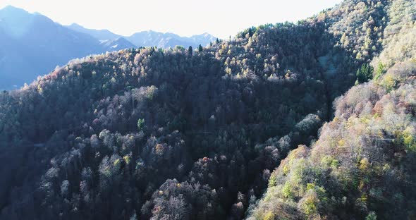 Aerial View of Carpathian Mountain with Pine Forest in Autumn