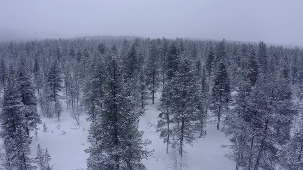 Aerial Drone View in Mountain Forest. Winter Landscape. Fly Over Frozen Snowy Fir and Pine Trees