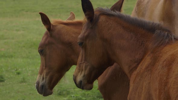 Closeup of two beautiful horses in a field