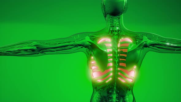 Human Lungs Radiology Exam alt