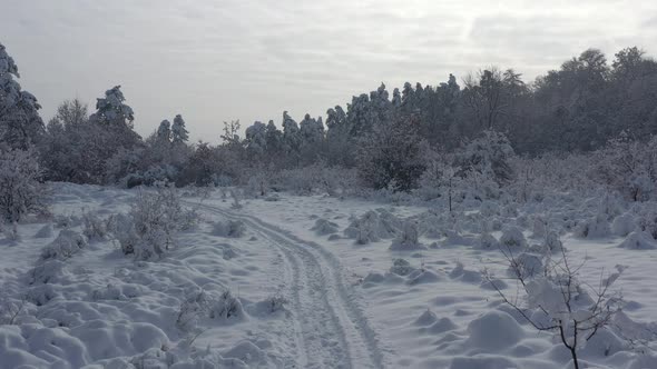 Morning in the  snowed forest 4K aerial footage