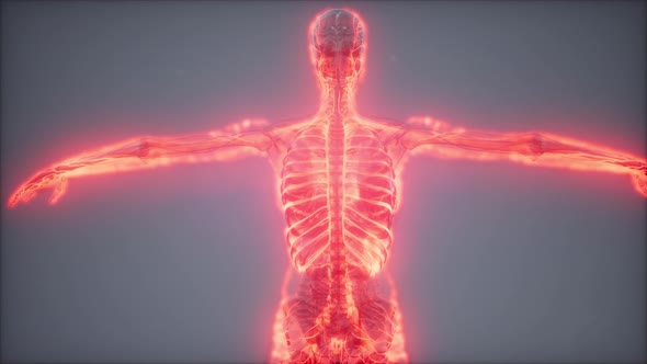 Blood Vessels of Human Body alt