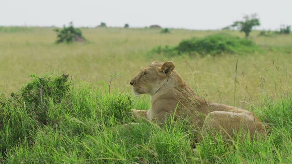 Lioness in the savannah