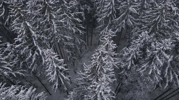 Winter Forest Snow Carpathian Pine Trees Landscape Aerial  Drone Video