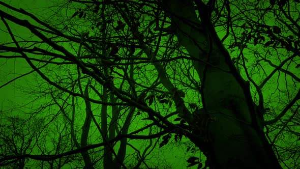 Scary Green Halloween Woodland Moving Shot