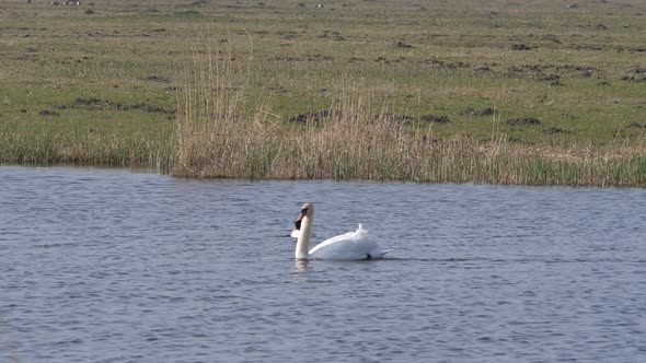 White swan swims in a ditch in the polder of Eemnes in the Netherlands