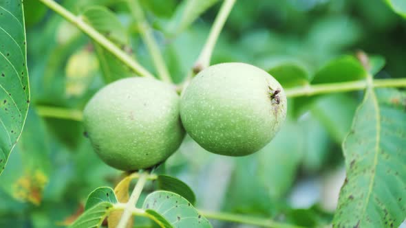 Close Up of Green Walnuts on a Tree Branch