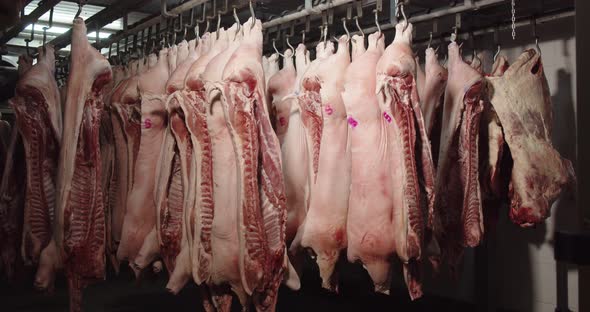 Pork Carcasses Hung On Hooks In The Freezer For Processing Into Sausages