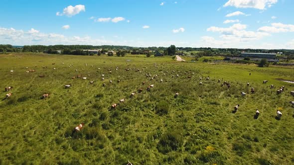 Cows Grazing on Pasture